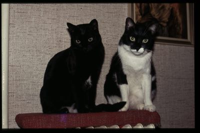 Peter und Blacky
Geschwister
Schlüsselwörter: Sardinien;Peter;Blacky